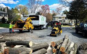 Best Tree Disease Treatment  in Villa Ridge, MO