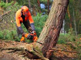 Best Arborist Consultation Services  in Villa Ridge, MO