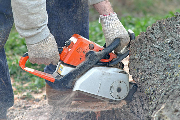 How Our Tree Care Process Works  in  Villa Ridge, MO