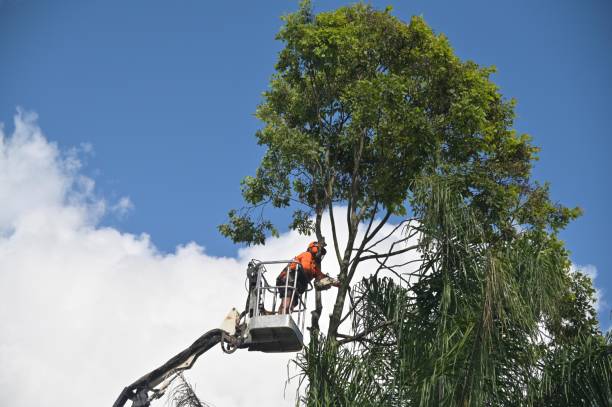 Best Tree Preservation Services  in Villa Ridge, MO