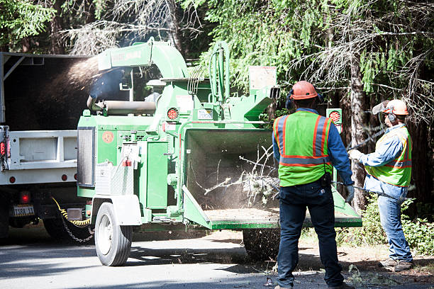 Reliable Villa Ridge, MO Tree Removal Services Solutions