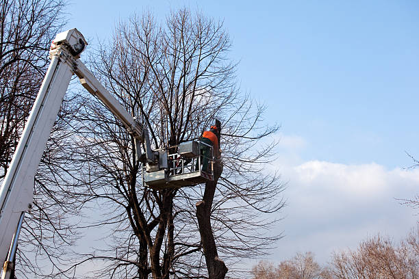 Best Firewood Processing and Delivery  in Villa Ridge, MO