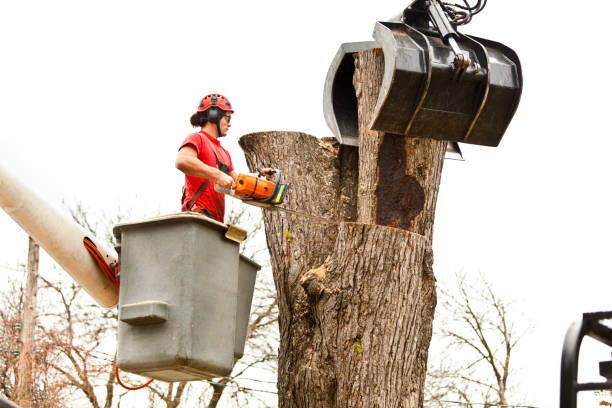 Best Emergency Tree Removal  in Villa Ridge, MO